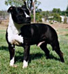 Aust Ch Willynwood Midnightxpress  (IMP USA)